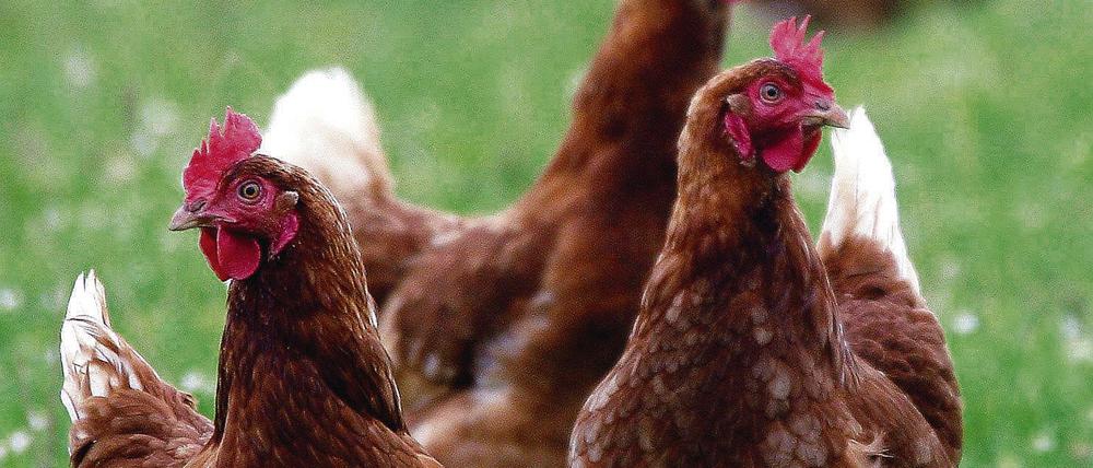 Na, was denn nun: Bio-, Freiland-, Boden- oder Käfigei? Fest steht: Wenn die Hennen Auslauf haben, sind ihre Eier teurer.