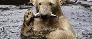 Mahlzeit. Der Tierpark Neumünster besitzt die Rechte an Knut und will ihn schnell haben. Am Freitag steht der zweite Geburtstag des Eisbären an.