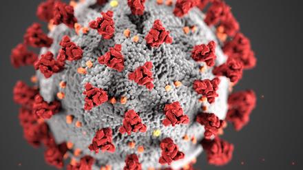 Mithilfe der „Spikes“ auf ihrer Oberfläche können Coronaviren in eine Zelle eindringen. Doch die Antikörper des Immunsystems docken hier an und hindern das Virus so daran, eine Zelle zu infizieren. Das Virus ist neutralisiert