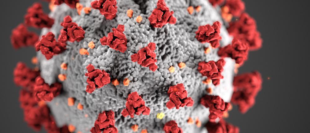 Mithilfe der „Spikes“ auf ihrer Oberfläche können Coronaviren in eine Zelle eindringen. Doch die Antikörper des Immunsystems docken hier an und hindern das Virus so daran, eine Zelle zu infizieren. Das Virus ist neutralisiert