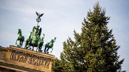 Die große Weihnachtstanne vor dem Brandenburger Tor. (Archivfoto)