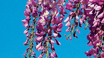 Chinesische Wisterie. Der Blauregen ist eine Zierde für jeden Garten.