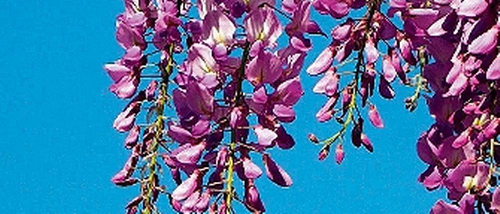 Chinesische Wisterie. Der Blauregen ist eine Zierde für jeden Garten.