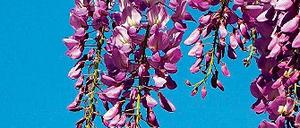Chinesische Wisterie. Der Blauregen ist eine Zierde für jeden Garten.