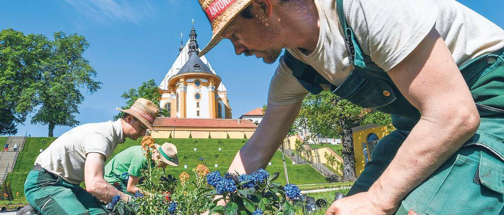 Einzigartiger Ort. Das Kloster Neuzelle ist das einzige vollständig und einschließlich der Außenanlagen erhaltene Zisterzienserkloster Brandenburgs und eine der wenigen unzerstörten Klosteranlagen in Deutschland und Europa. Gärtnermeister Ralf Mainz und seine Kollegen pflanzen im dortigen Abtgarten Sommerblumen.