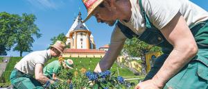 Einzigartiger Ort. Das Kloster Neuzelle ist das einzige vollständig und einschließlich der Außenanlagen erhaltene Zisterzienserkloster Brandenburgs und eine der wenigen unzerstörten Klosteranlagen in Deutschland und Europa. Gärtnermeister Ralf Mainz und seine Kollegen pflanzen im dortigen Abtgarten Sommerblumen.
