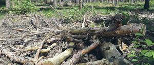 Zündstoff. Trockenes Bruchholz liegt in einem Waldstück bei Borgsdorf. Das trockene Wetter der letzten Wochen hat die Waldbrandgefahr steigen lassen.