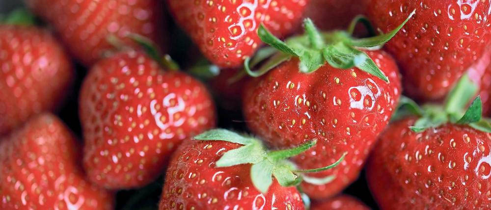 Bald geht’s los. Bislang stammen die angebotenen deutschen Erdbeeren noch aus dem Folienanbau. In Potsdam-Mittelmark wird die Ernte von Früchten, die unter dem freien Himmel gewachsen sind, wohl erst in rund zwei Wochen beginnen.