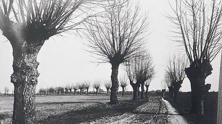 Angelegt als Allee. 1914 säumten den Osdorfer Weg beidseits hohe Bäume.