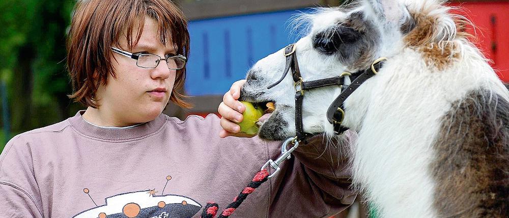 Nicht nur Kinderheim. Die 14-jährige Katja füttert das Lama Lutz.