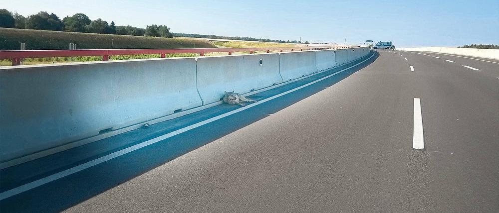 Angeschlagen. Dieses Foto machten am Donnerstag Polizisten, die zum östlichen Berliner Ring gerufen wurden.