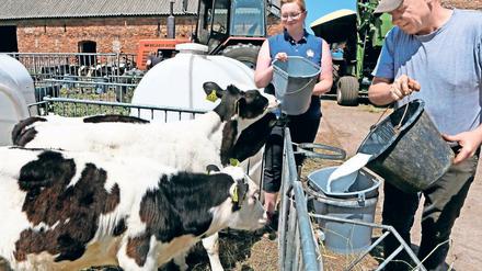 Hungrig. Die wenige Monate alten Kälber bekommen bei Rabes frische Milch zu trinken. Die 30-jährige Junglandwirtin Anja Rabe soll den Hof ihres Vaters Lutz Rabe einst übernehmen. Auf dem Vierseitenhof im Beelitzer Ortsteil Körzin leben derzeit vier Generationen.