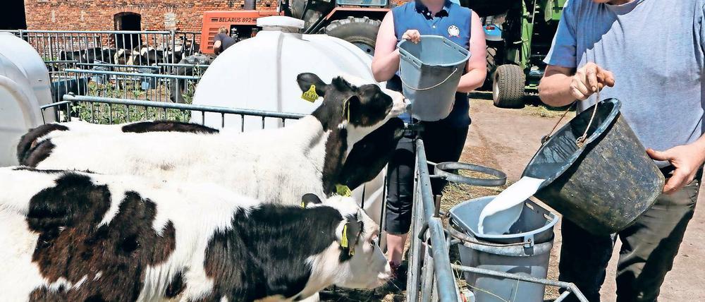 Hungrig. Die wenige Monate alten Kälber bekommen bei Rabes frische Milch zu trinken. Die 30-jährige Junglandwirtin Anja Rabe soll den Hof ihres Vaters Lutz Rabe einst übernehmen. Auf dem Vierseitenhof im Beelitzer Ortsteil Körzin leben derzeit vier Generationen.
