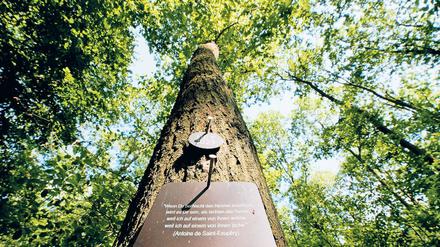 Dezentes Grab. Nur Plaketten am Baum sind auf dem Naturfriedhof erlaubt. Auf ihnen können die Namen der Toten oder Sprüche eingraviert werden.
