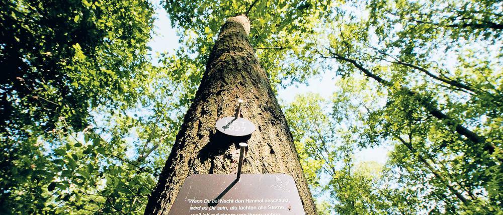 Dezentes Grab. Nur Plaketten am Baum sind auf dem Naturfriedhof erlaubt. Auf ihnen können die Namen der Toten oder Sprüche eingraviert werden.