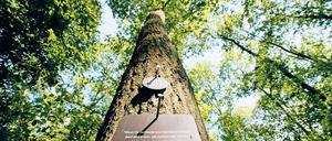 Dezentes Grab. Nur Plaketten am Baum sind auf dem Naturfriedhof erlaubt. Auf ihnen können die Namen der Toten oder Sprüche eingraviert werden.