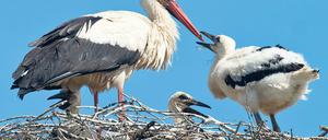 Kein Fressen, nirgends. Wegen der anhaltenden Trockenheit – daran ändern auch kurze Gewitter oder Regengüsse nichts – finden Störche kaum Nahrung in Brandenburg. Regenwürmer graben sich wegen der Hitze ganz tief in den Boden ein, Insekten gibt es immer weniger und schmackhafte Frösche leben woanders. Manch Vogeljunges überlebt das nicht.