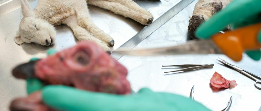 Schmallenberg-Virus - Untersuchungsamt == Das Gehirn eines toten Lammes in der Pathologie. Der vor wenigen Monaten noch unbekannte Schmallenberg-Erreger kann bei Schafen, Rindern und Ziegen unter anderem zu Fehl- und Missgeburten führen. Seit vergangenen November wurde das Virus in Deutschland bei mehr als 100 Betrieben nachgewiesen.