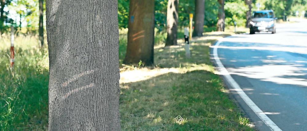 Angezählt. Die Bäume entlang der Landesstraße 90 sind bereits markiert. Zwischen Dezember und Februar werden sie gefällt. Vom Werderaner Ortsausgang bis zum Werk von Herbstreith und Fox ist kein Platz für Neupflanzungen. Auf dem Teilstück nach Phöben will der Landesbetrieb für neue Bäume sorgen.