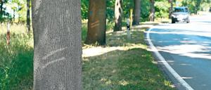 Angezählt. Die Bäume entlang der Landesstraße 90 sind bereits markiert. Zwischen Dezember und Februar werden sie gefällt. Vom Werderaner Ortsausgang bis zum Werk von Herbstreith und Fox ist kein Platz für Neupflanzungen. Auf dem Teilstück nach Phöben will der Landesbetrieb für neue Bäume sorgen.