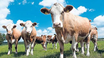 Futterrevolution. Herkömmliches Tierfutter ist eine große Umweltbelastung. Potsdamer Klimaforscher schlagen als Alternative eine Art Astronautennahrung vor.