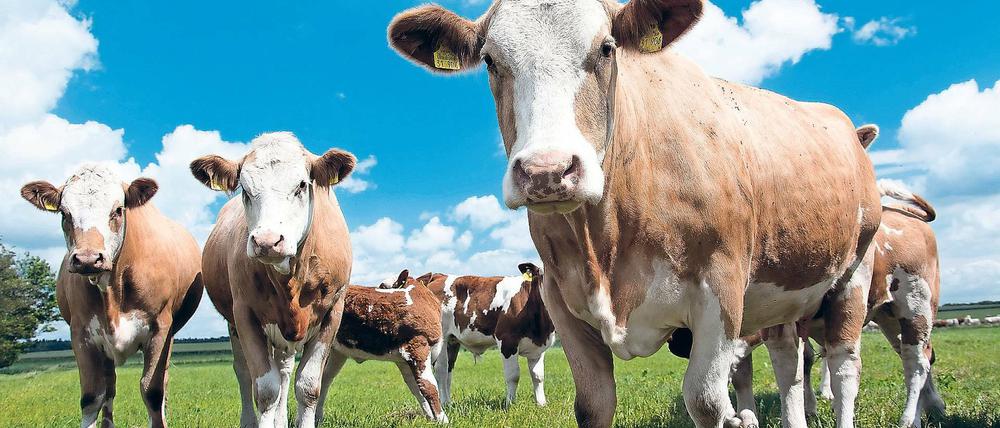 Futterrevolution. Herkömmliches Tierfutter ist eine große Umweltbelastung. Potsdamer Klimaforscher schlagen als Alternative eine Art Astronautennahrung vor.
