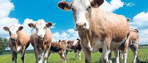 Futterrevolution. Herkömmliches Tierfutter ist eine große Umweltbelastung. Potsdamer Klimaforscher schlagen als Alternative eine Art Astronautennahrung vor.