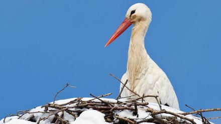 Da klappert der Storch vor Kälte - in diesem Fall ein Weißstorch in seinem verschneiten Nest in Bad Freienwalde (Brandenburg).