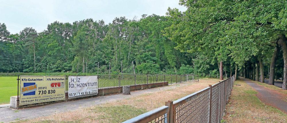 Nebenan. Das Waldstück grenzt an den Sportplatz des FSV Babelsberg 74.