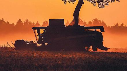 Kein Bilderbuch. Viele Landwirte ernten mit ihren Mähdreschern rund vier Wochen früher als üblich, um zu retten, was zu retten ist – wie hier „notreife“ Gerste Mitte vergangener Woche in Sieversdorf im Kreis Oder-Spree südöstlich von Berlin.