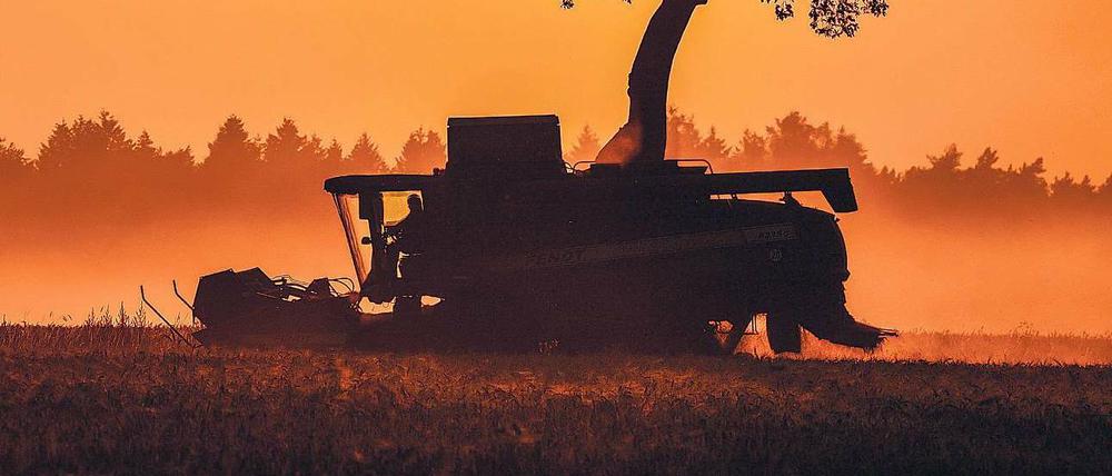 Kein Bilderbuch. Viele Landwirte ernten mit ihren Mähdreschern rund vier Wochen früher als üblich, um zu retten, was zu retten ist – wie hier „notreife“ Gerste Mitte vergangener Woche in Sieversdorf im Kreis Oder-Spree südöstlich von Berlin.