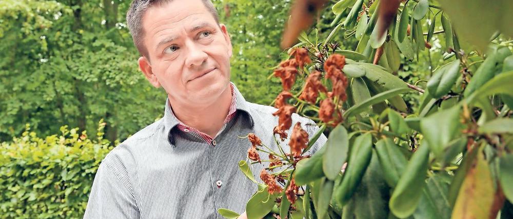 Dürreperiode. So trocken war es auf dem Südwestkirchhof noch nie, seit Friedhofsleiter Olaf Ihlefeldt seinen Posten vor 29 Jahren antrat. Dieses Jahr drohen viele der Pflanzen wegen der anhaltenden Trockenheit einzugehen.