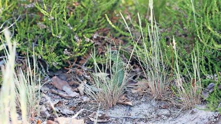 Die Wildnis nebenan. Rund 5500 Tier- und Pflanzenarten finden sich in der Döberitzer Heide. Durch die Landschaftspflegemaßnahmen wurden weite Teile von Munition und Bäumen befreit. Von den offenen Flächen profitieren auch Zauneidechsen (r.u.).