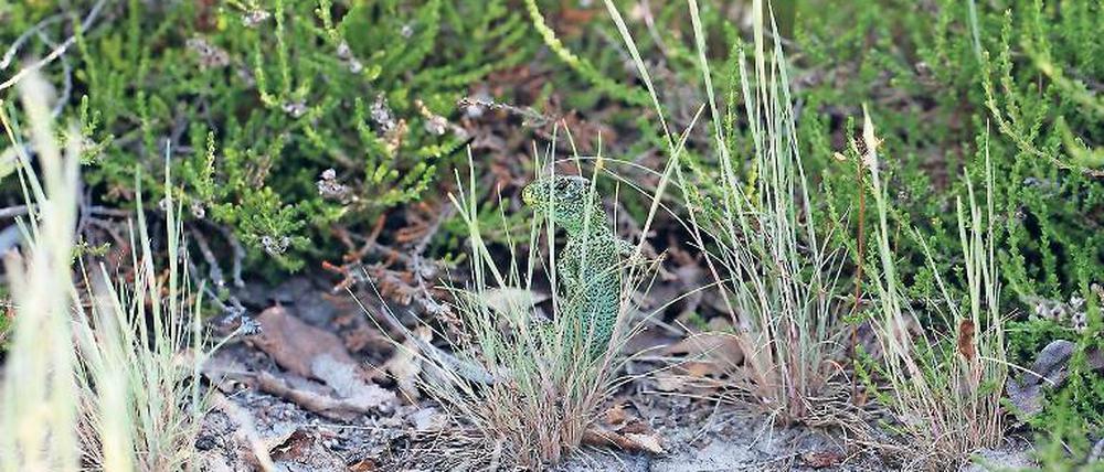 Die Wildnis nebenan. Rund 5500 Tier- und Pflanzenarten finden sich in der Döberitzer Heide. Durch die Landschaftspflegemaßnahmen wurden weite Teile von Munition und Bäumen befreit. Von den offenen Flächen profitieren auch Zauneidechsen (r.u.).
