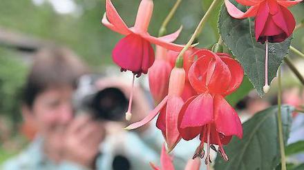 Kunstwerk. Fuchsien im Garten von Christa und Konrad Näser.