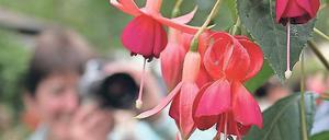 Kunstwerk. Fuchsien im Garten von Christa und Konrad Näser.