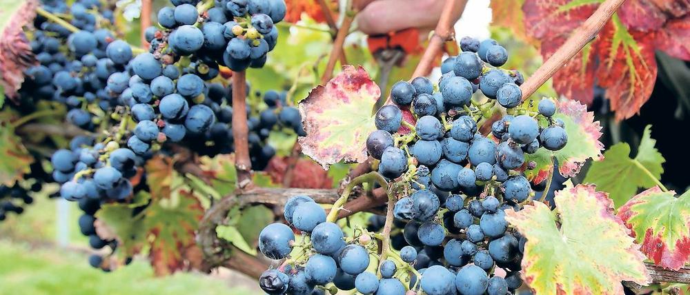 Märkischer Wein. Brandenburgs Landwirte müssen sich auf den Klimawandel einstellen. Weinanbau könnte bei den wärmeren Temperaturen ein lohnendes Geschäft sein. Auch Oliven könnten hierzulande gedeihen.