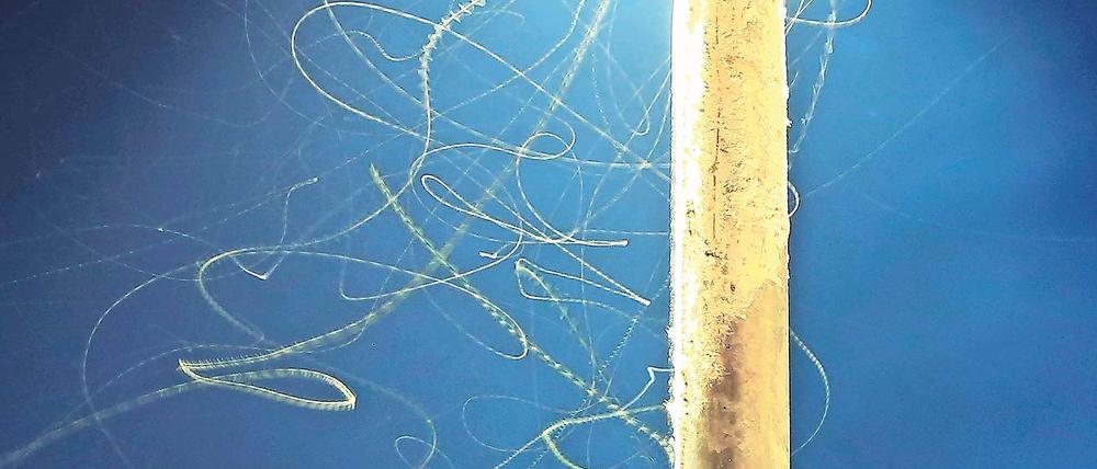 Leuchtende Falle. Für Insekten werden Lampen zur Gefahr.