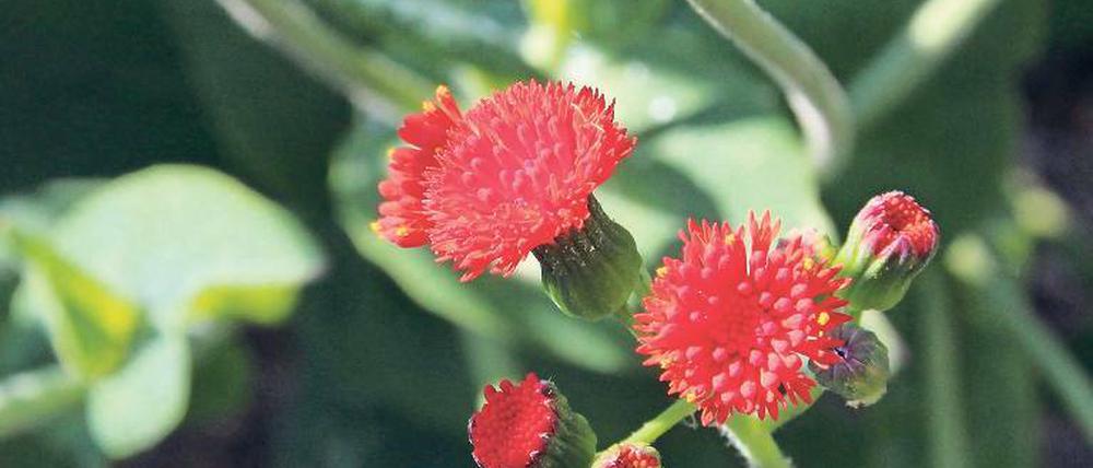 Die schöne Emilie. In Afrika wird sie auch als Salat und Gemüse gegessen.
