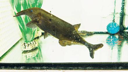 Eine Frage der Anziehung. Die Nilhechte erkennen und paaren sich nur miteinander, wenn die elektrische Ladung stimmt. Die Fische werden bis zu 30 Zentimeter lang und haben eine ungewöhnlich lange Schnauze, die an einen Elefantenrüssel erinnert.