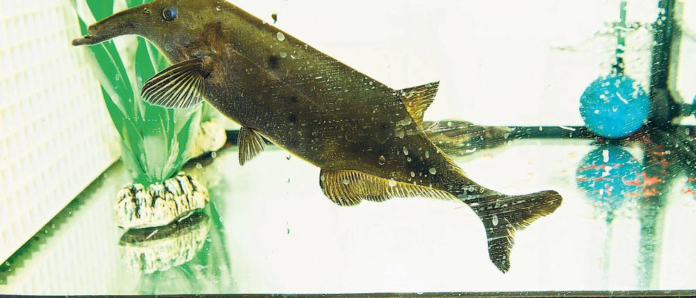 Eine Frage der Anziehung. Die Nilhechte erkennen und paaren sich nur miteinander, wenn die elektrische Ladung stimmt. Die Fische werden bis zu 30 Zentimeter lang und haben eine ungewöhnlich lange Schnauze, die an einen Elefantenrüssel erinnert.