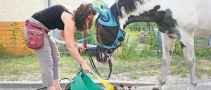 Super Gartendünger. Katja Kropp will den Mist von Pferd Jimmy als Dünger für den Garten verwenden. Zwei Eimer sind bisher zusammengekommen.