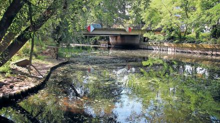 Unter Niveau. Die Nuthe, die sich nur aus Regenwasser speist, leidet mehr unter der Trockenheit als die Havel, ist aber von einem rekordverdächtigen Niedrigwasserstand weit entfernt. 120 Zentimeter beträgt der Pegel aktuell, nur fünf Zentimeter weniger als durchschnittlich im August. Die Havel hat sogar fast normales Niveau.