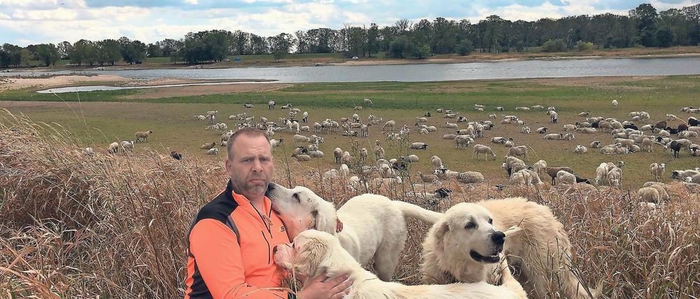 Alle seine Schafe. Marc Mennle lässt seine Herde derzeit auf dem Elbdeich in der Nähe der Stadt Lenzen in der Prignitz weiden. Seit der Wolf dort lebt, muss er höhere Zäune aufstellen, auch zum Wasser hin. 16 Herdenhunde sollen seine nun knapp 300 Mutterschafe hüten. Mindestens eines wurde dennoch von einem Wolf gerissen.