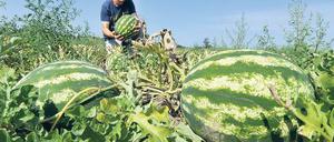 Lecker. Melonen aus Brandenburg von Attila Puszti.