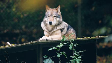 Umstrittener Zeitgenosse. Ein nachweislich gefährlicher Wolf dürfe geschossen werden, findet man auch beim Umweltschutzbund Nabu.