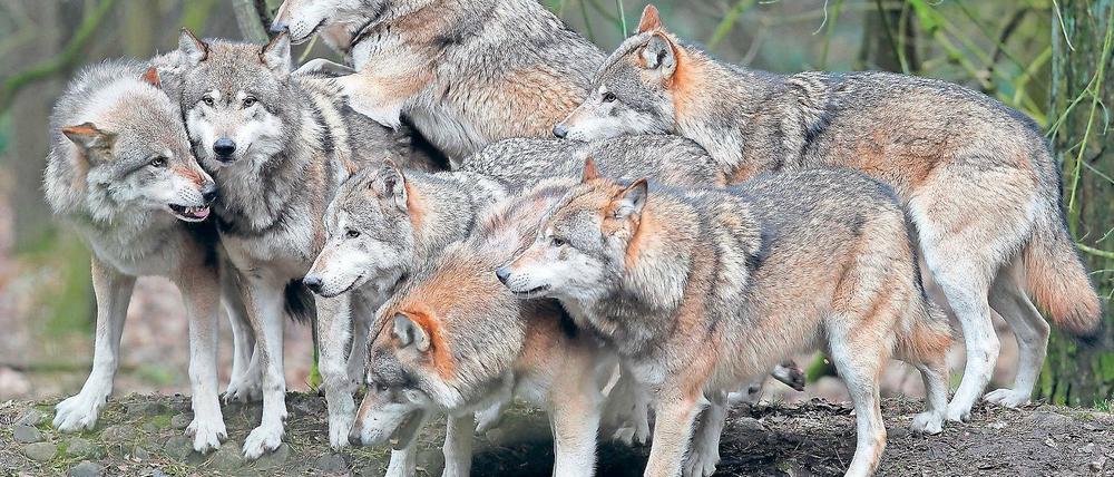 Im Rudel. Mit der Wolfspopulation wächst die Angst der Bauern.