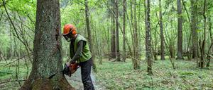 Abgesägt: Der Baumbestand von Wildpark-West soll sich in den vergangenen Jahren um 40 Prozent reduziert haben. Gegen die Fällungen protestieren rund 100 Schwielowseer der Bürgerinitiative Waldsiedlung Wildpark-West.