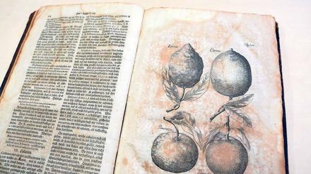Speisen aus Erdgewächsen. In seinem „Diaeticon“ schreibt der Botaniker Johann Sigismund Elsholtz schon 1682 auch über Südfrüchte. Die zweite Auflage aus dem Jahr 1715 gehört jetzt zum Bestand der Bibliothek und wird mit Hilfe einer Spende des Buchpaten Günter Duwe aus Teltow restauriert.Foto: Andreas Klaer