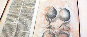 Speisen aus Erdgewächsen. In seinem „Diaeticon“ schreibt der Botaniker Johann Sigismund Elsholtz schon 1682 auch über Südfrüchte. Die zweite Auflage aus dem Jahr 1715 gehört jetzt zum Bestand der Bibliothek und wird mit Hilfe einer Spende des Buchpaten Günter Duwe aus Teltow restauriert.Foto: Andreas Klaer